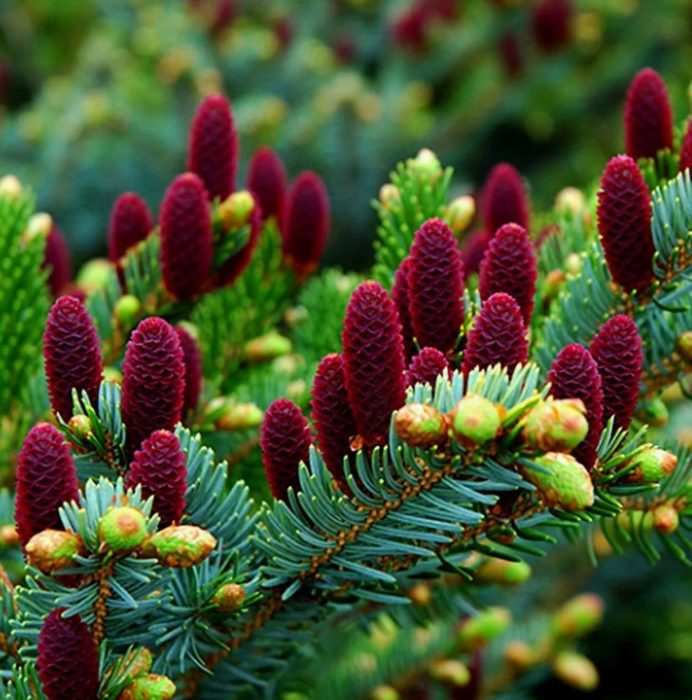 Разнообразие Накай