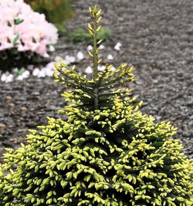 Разнообразие от ориенталски смърч