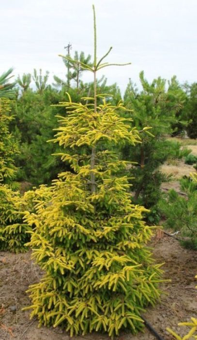 Източен смърч от Скайлендс