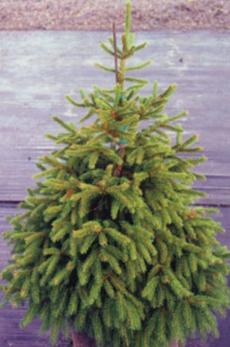 Източен смърч Nigra Compacta