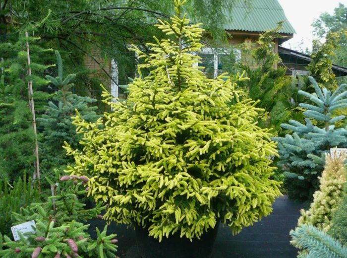 Източен смърч в пейзажа