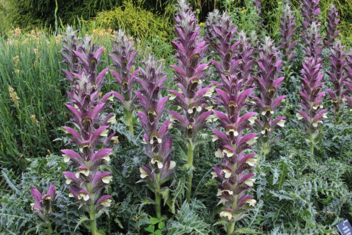 Акантус диоскоридис