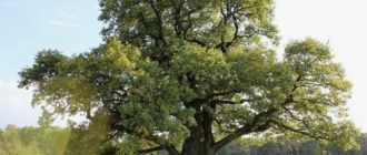 Вековен дъб