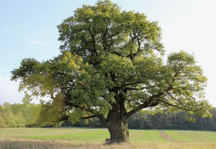 Вековен дъб
