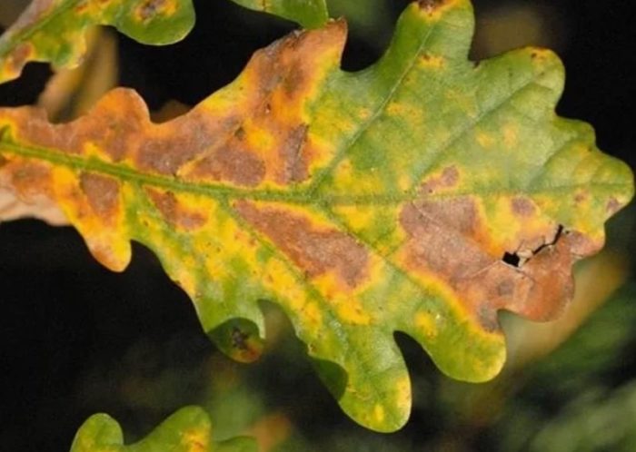 Кафяво петно