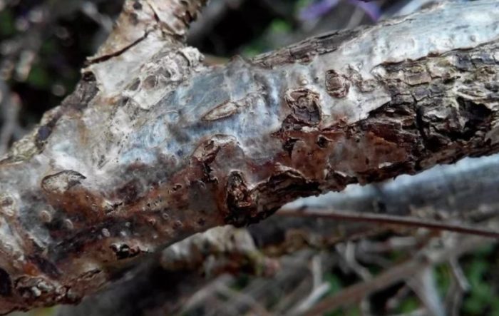 Некроза на дъба