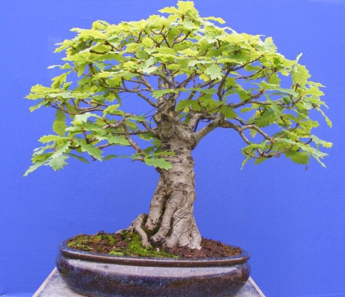 Дъбов бонсай