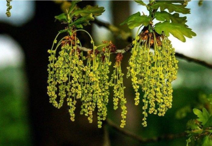 Дъбови цветя