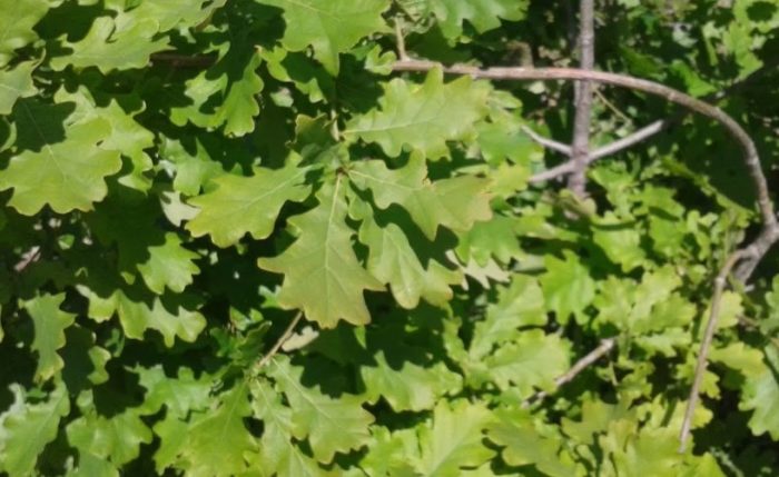 Дъбови листа