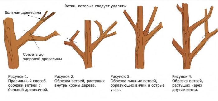 Правила за подрязване