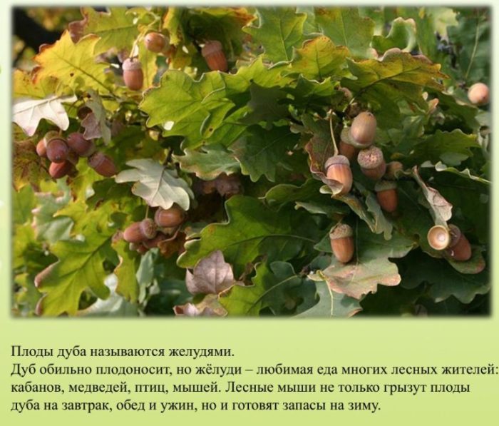 Дъбови плодове