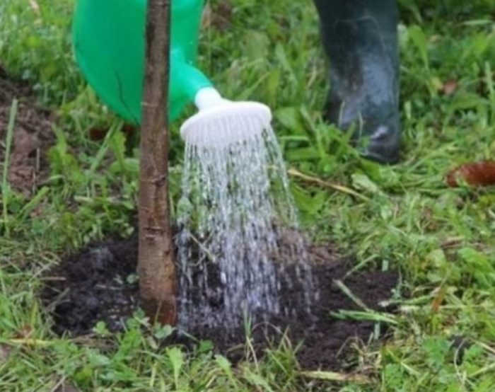 Поливане на растението