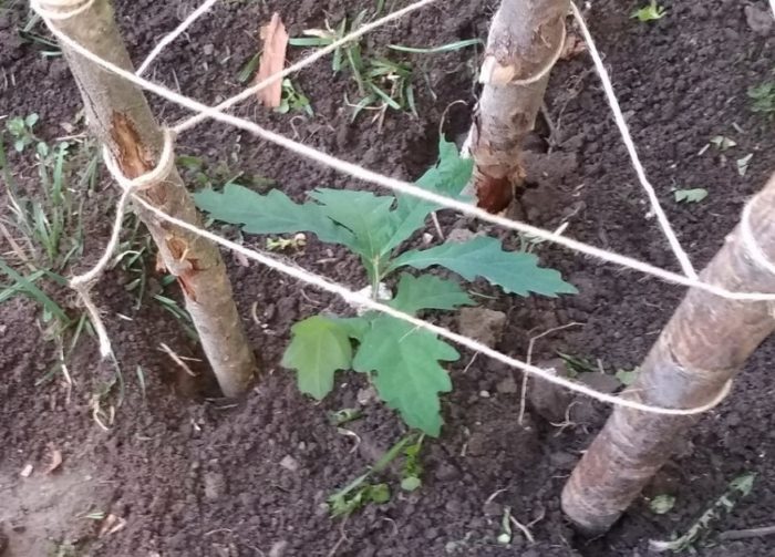 Едногодишен кълн