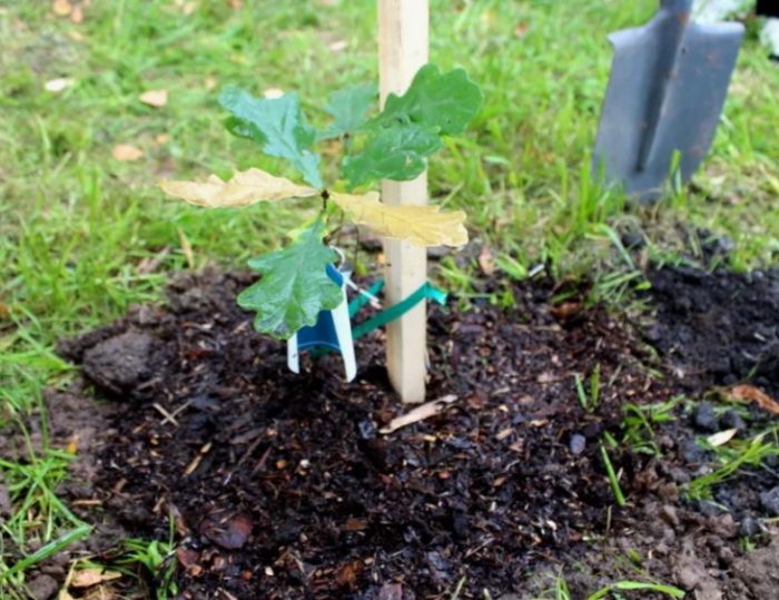 Засаждане на дъб