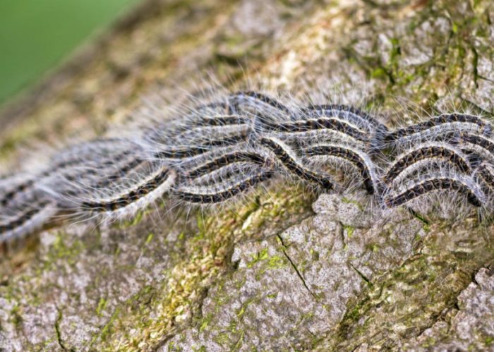 Гъсеници на копринени буби