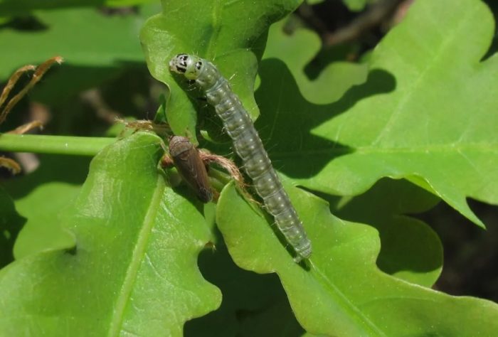 Листопад на дъб