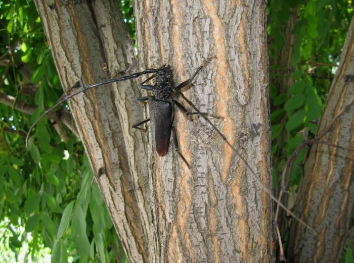 Дъбова мряна