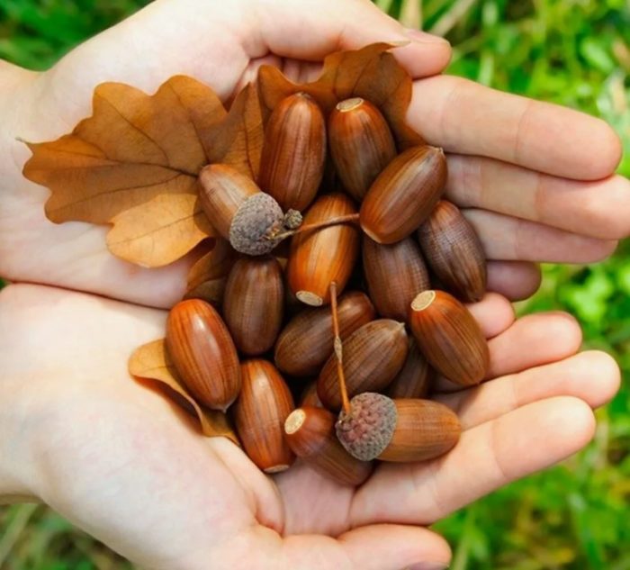 Събиране на жълъди