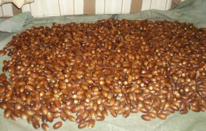 Сушене на жълъди