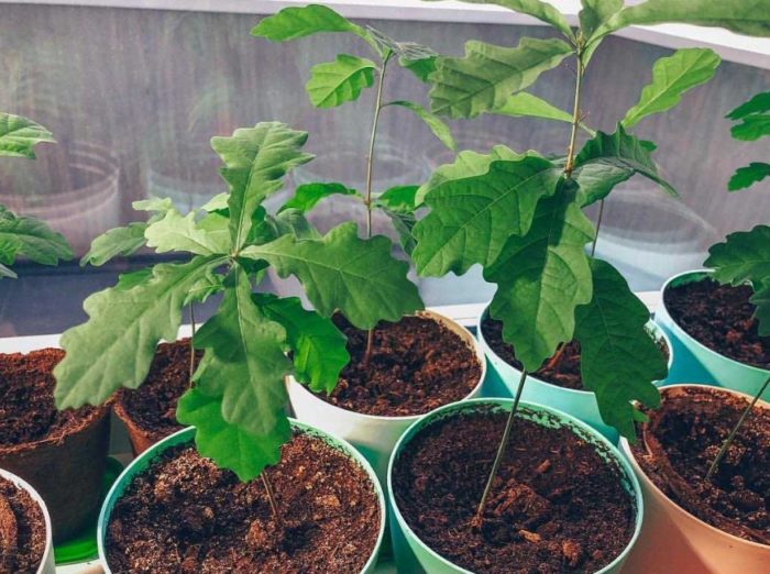 Дъбови кълнове