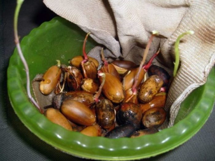 Покълнали жълъди