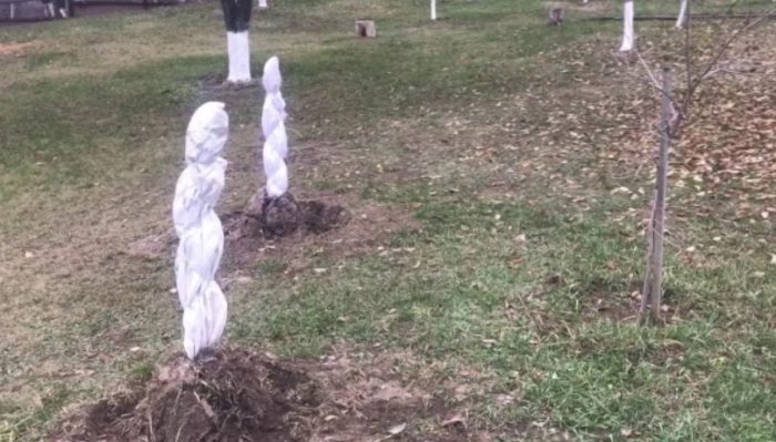 Млади дъбови дървета зимуват