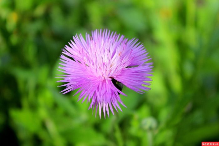 Обикновена амбербоа или ароматна амбербоа (Amberboa amberboi)