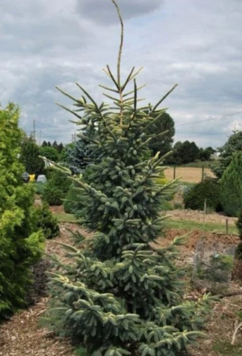 Черен смърч сорт Aurea