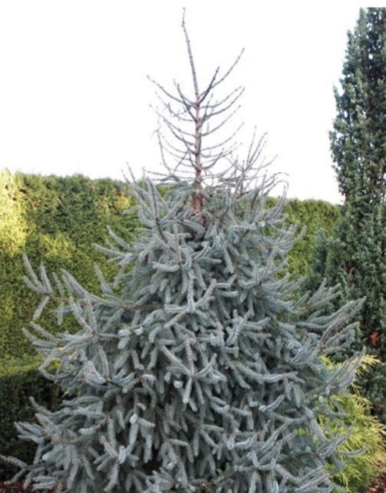 Черен сорт Думети