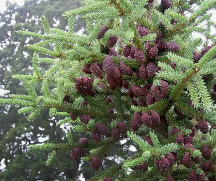 Черен смърч Коболт