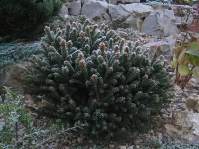 Черен смърч Нана