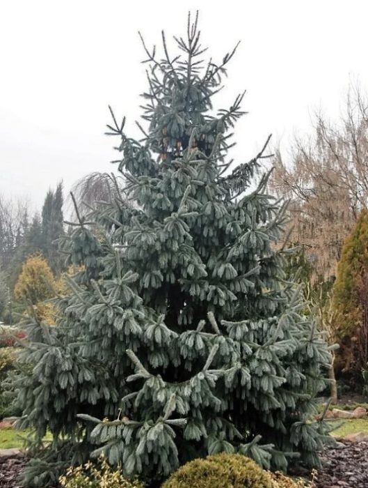 Сорт Глаука