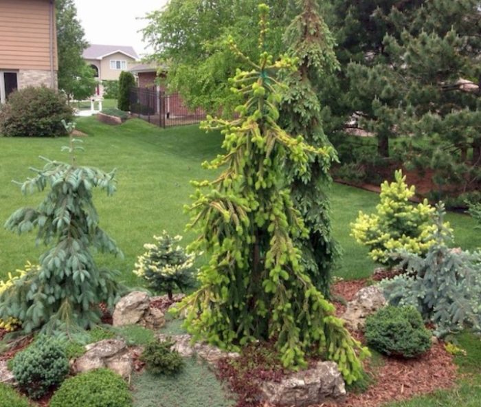 Енгелманов смърч в пейзажа