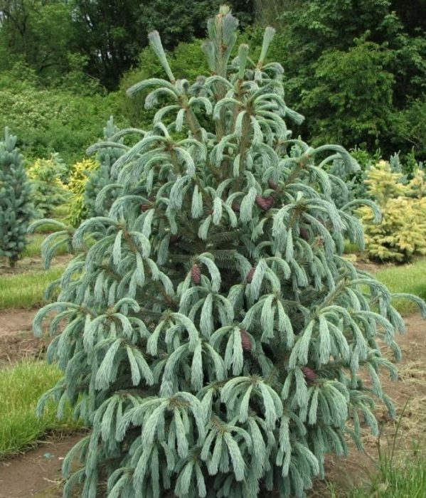 Енгелман Блу Мари Смърч