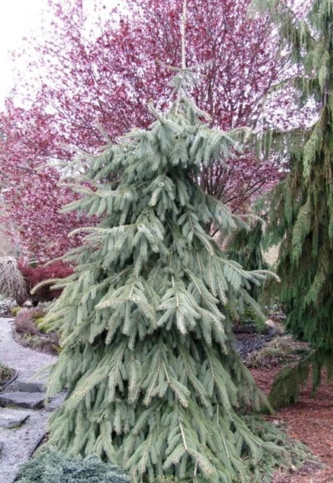 Разнообразие от снасяния