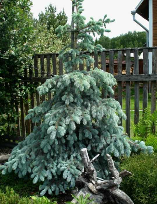 Сорт Пендула