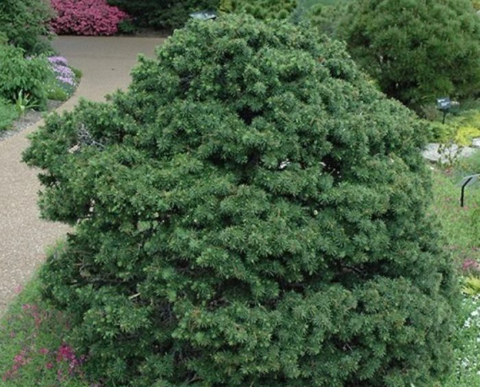 Сорт Грегориана