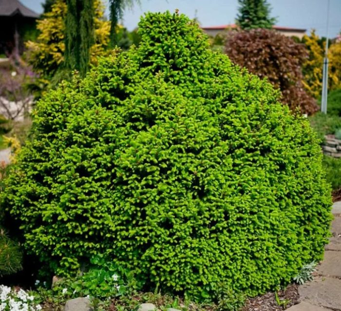 Сорт Олендорф