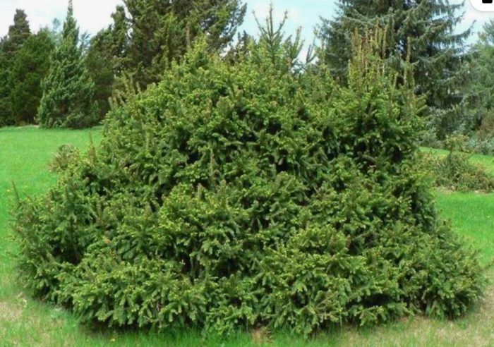 Обикновен смърч пигмей