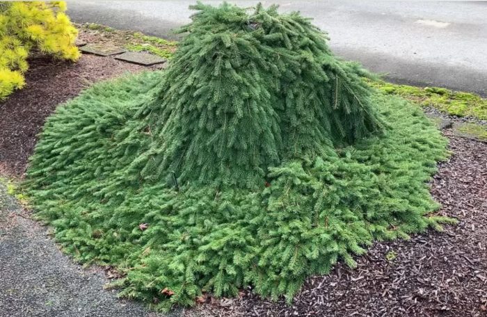 Разнообразие Procumbens