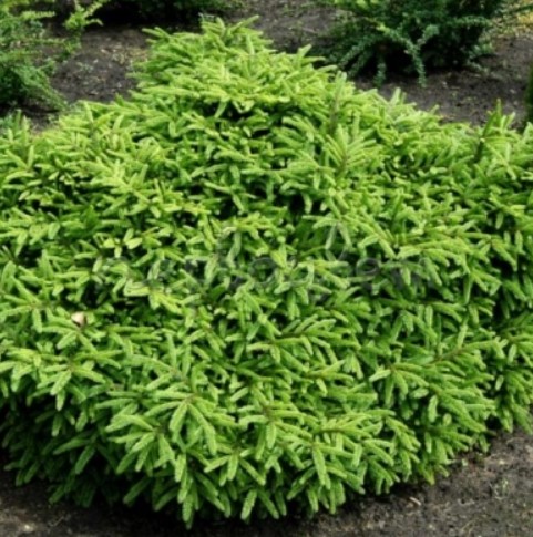 Сорт Пумила Глаука