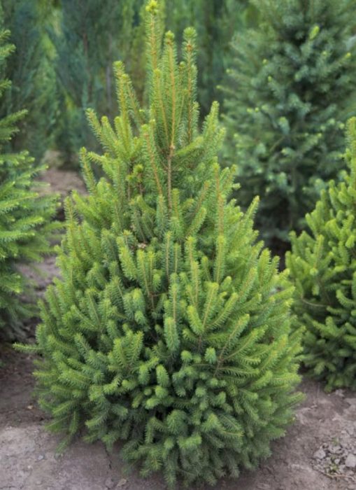 Сорт Ремонт