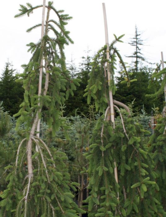 Норвежки смърч Бохемика