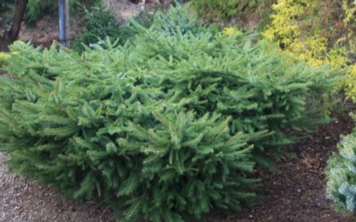 Норвежки смърч, сорт Repens