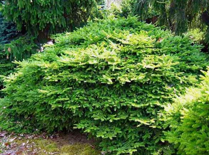 Разнообразие Tabuliformis