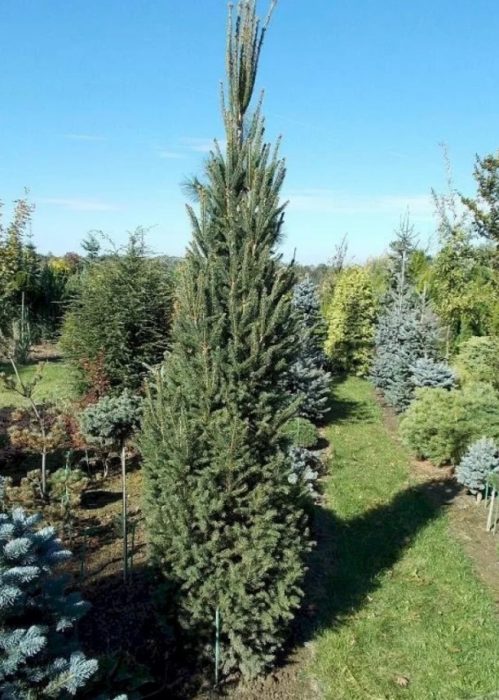 Обикновен смърч Fastigiata