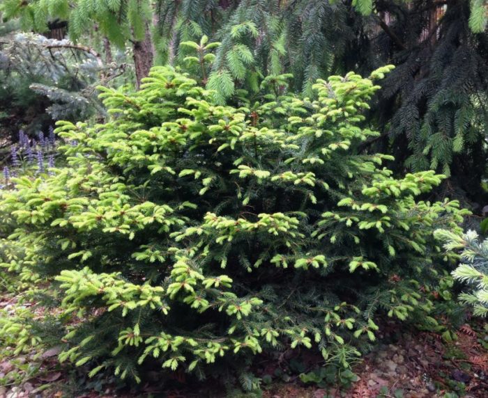 Норвежки смърч Hanksgarden Beauty