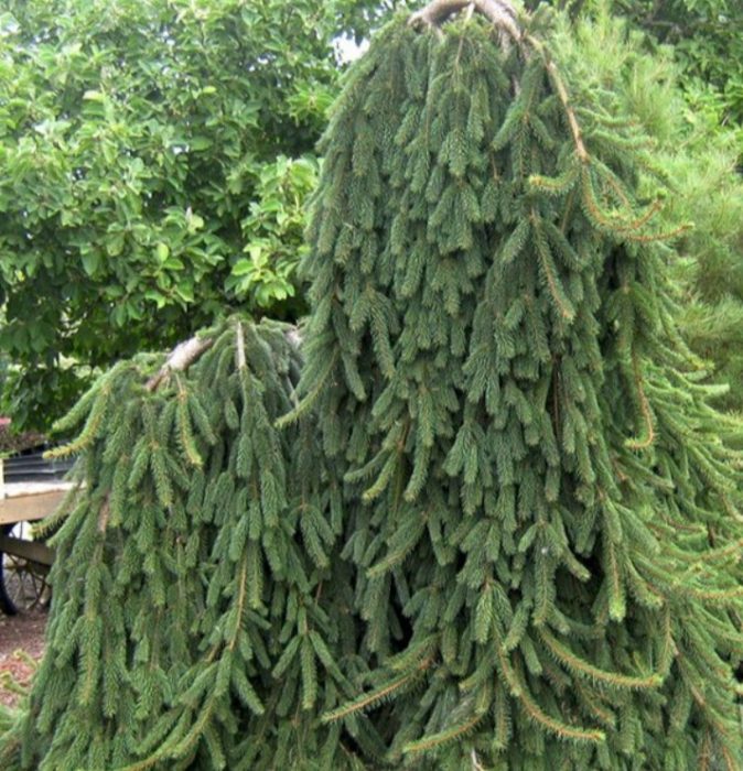 Сорт Бохемика Пердула