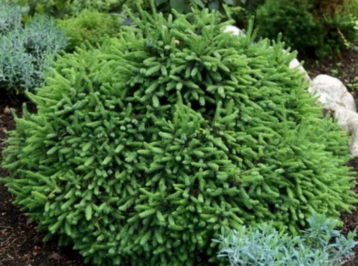 Норвежки смърч, сорт Echinoformis