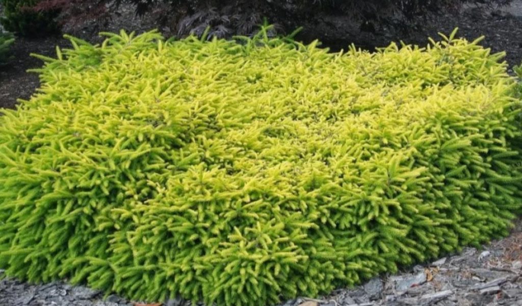 Сорт Върмонт Голд